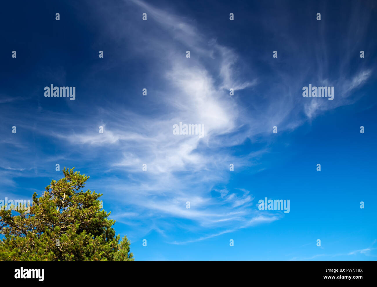 Blauer Himmel im Sommer mit einem nadelwald Baum Stockfoto