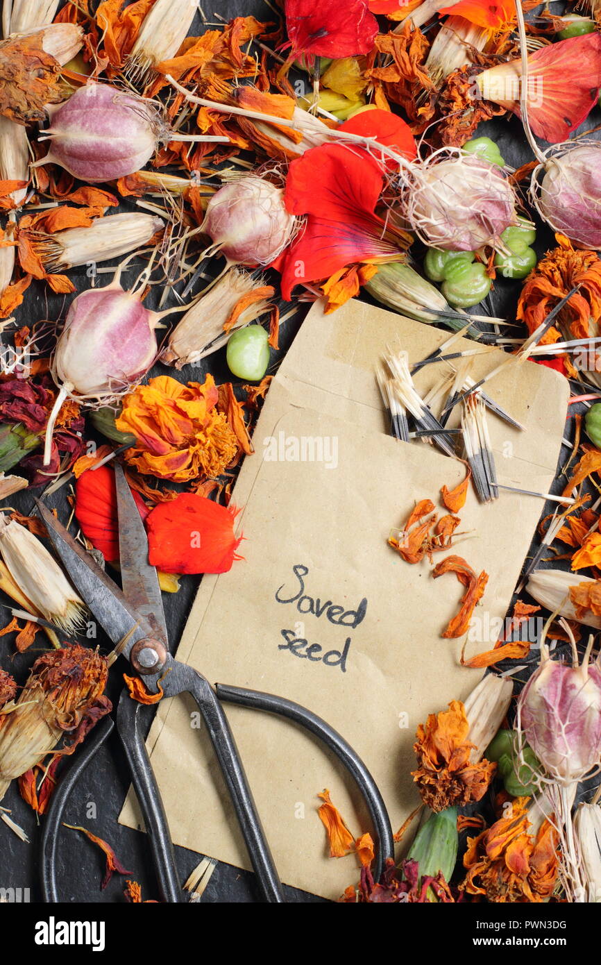 Speichern Blumen Samen in einem Umschlag für zukünftige Pflanzung: Liebe in einem Nebel (Nigella damascena), Kapuzinerkresse (tropaeolum), Sammetblume (Tagetes). Stockfoto
