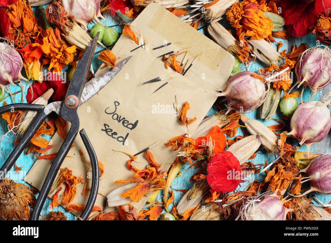 Speichern Blumen Samen in einem Umschlag für zukünftige Pflanzung: Liebe in einem Nebel (Nigella damascena), Kapuzinerkresse (tropaeolum), Sammetblume (Tagetes), Herbst, Großbritannien Stockfoto