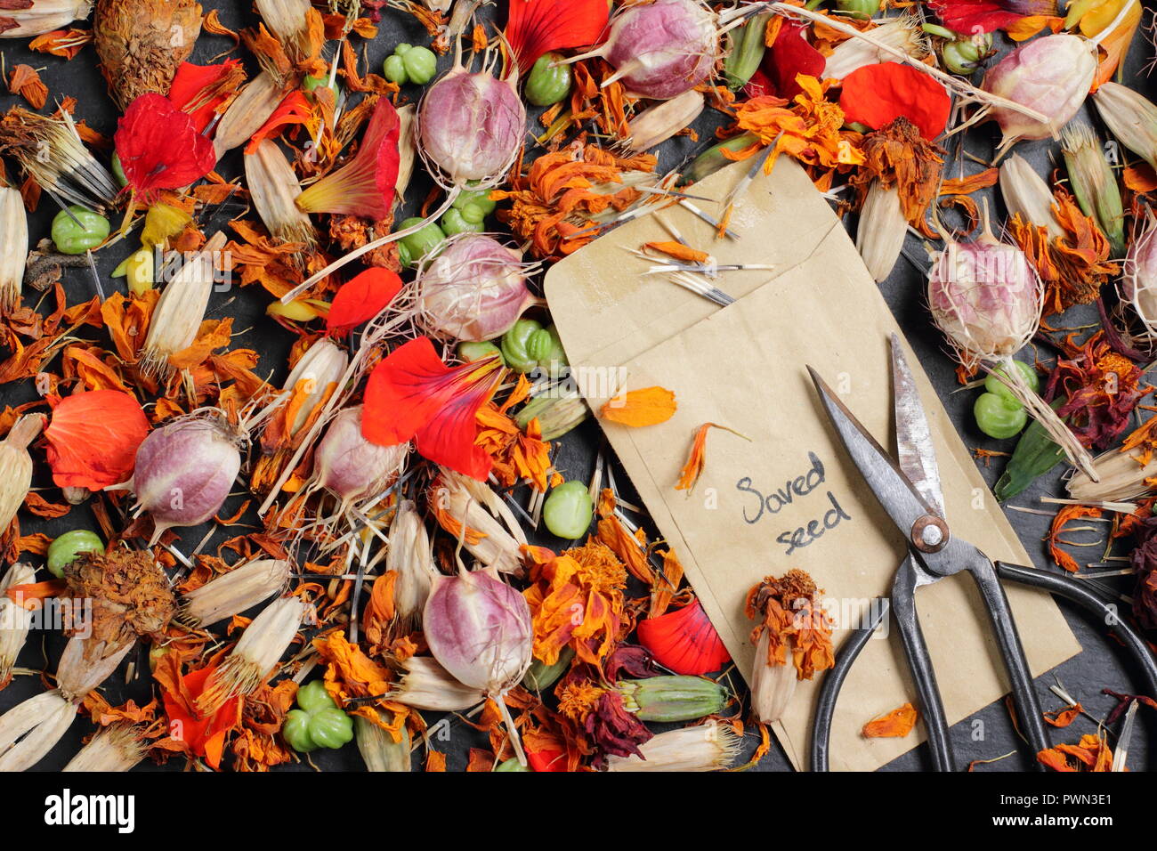 Speichern Blumen Samen in einem Umschlag für zukünftige Pflanzung: Liebe in einem Nebel (Nigella damascena), Kapuzinerkresse (tropaeolum), Sammetblume (Tagetes), Herbst, Großbritannien Stockfoto