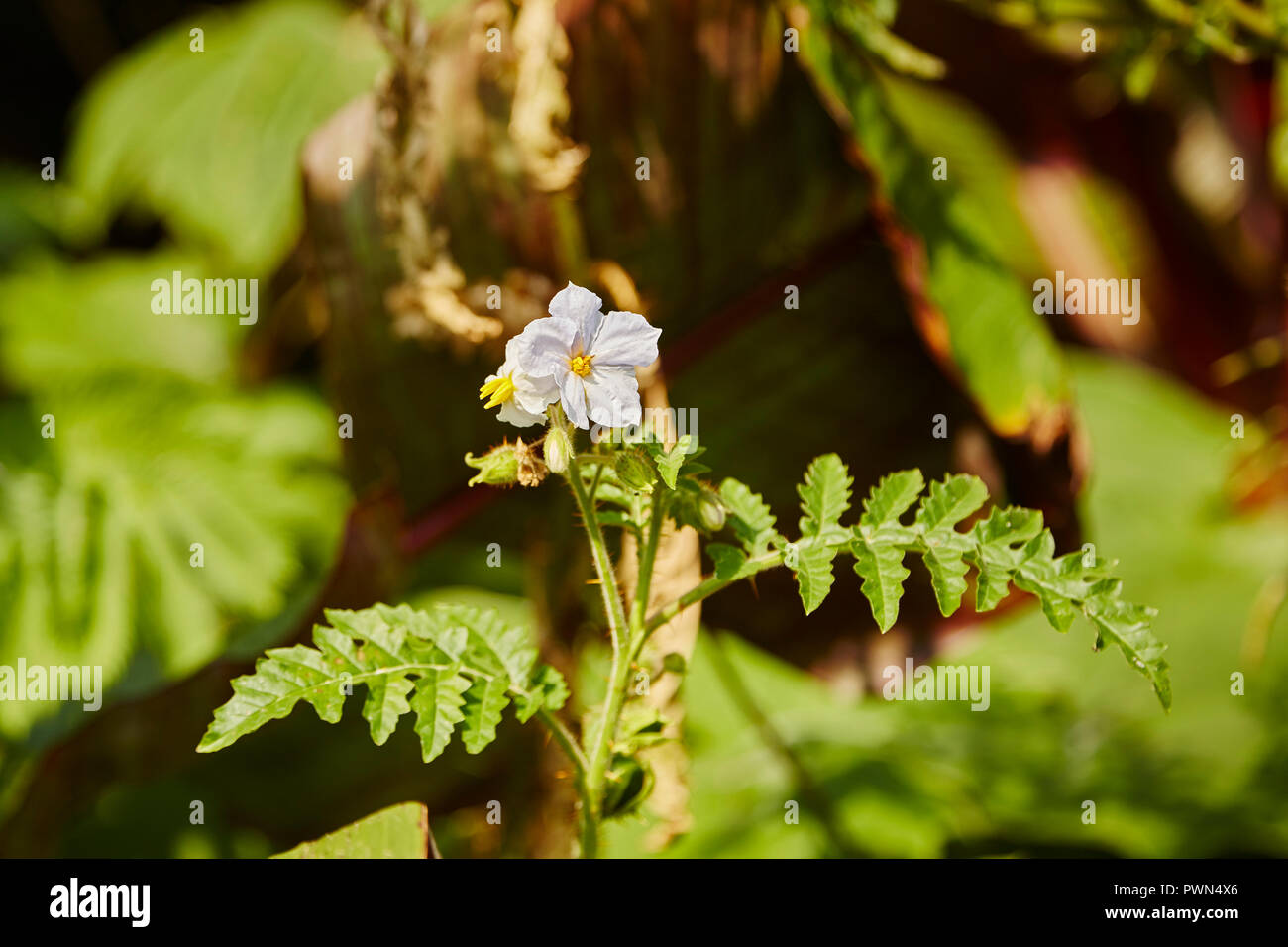 Solanum sisymbriifolium, allgemein bekannt als Sticky niteshade, litschi Tomate, Feuer und Eis, Details von Pflanzen und Blumen Stockfoto