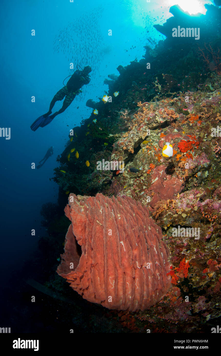 Barrel Sponge, Xestospongia testudinaria, mit Tauchern und Sonne im Hintergrund, Batu Udang, Palau Ai, Bandanaira, Maluku, Banda Sea, Indonesien Stockfoto