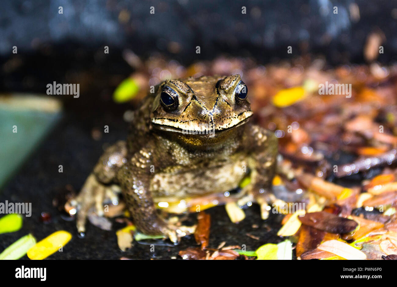 Bullfrog close-up in Bangkok, Thailand Stockfoto
