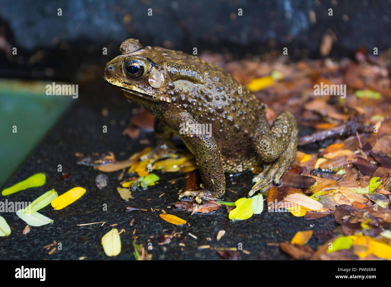 Bullfrog close-up in Bangkok, Thailand Stockfoto