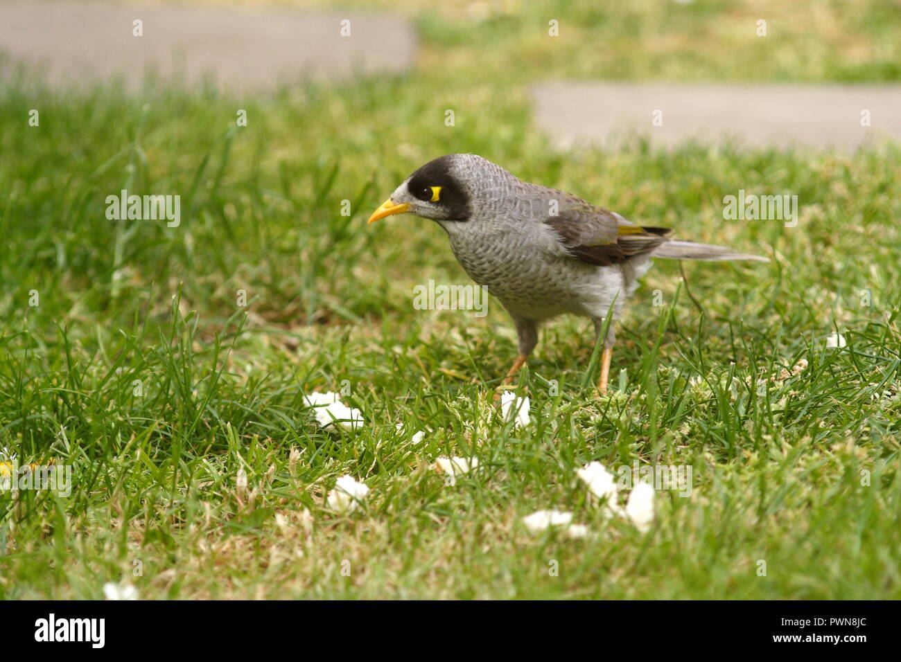 Laut Mynar Stockfoto