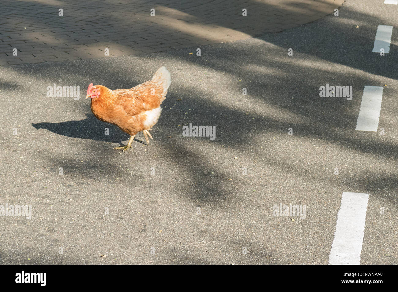 Huhn über die Straße Stockfoto