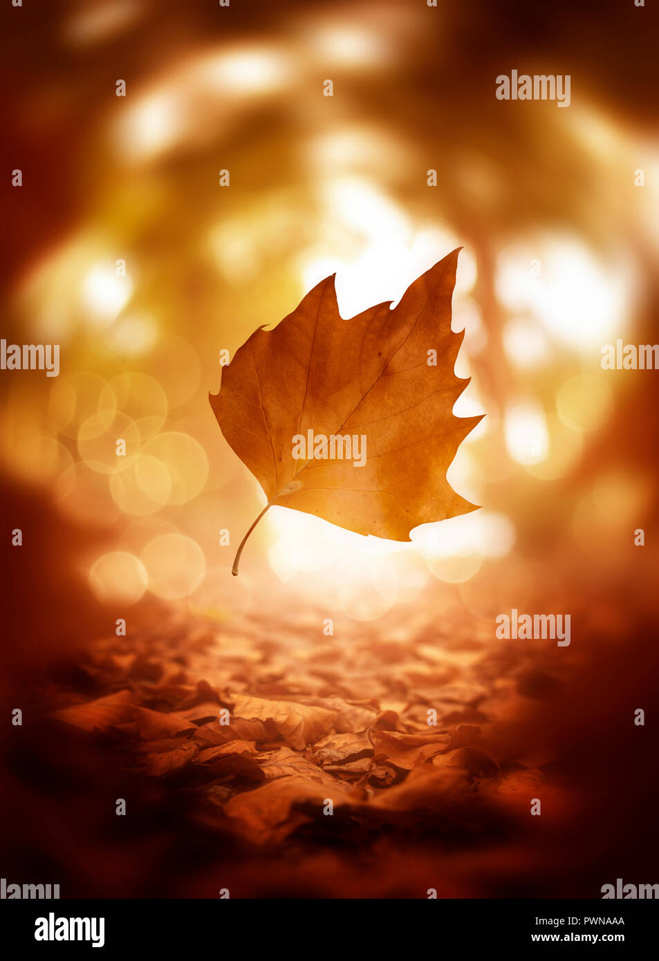 Ein einzelner Baum Blatt im Herbst, Makro Nahaufnahme in herbstlichen Farben. Stockfoto