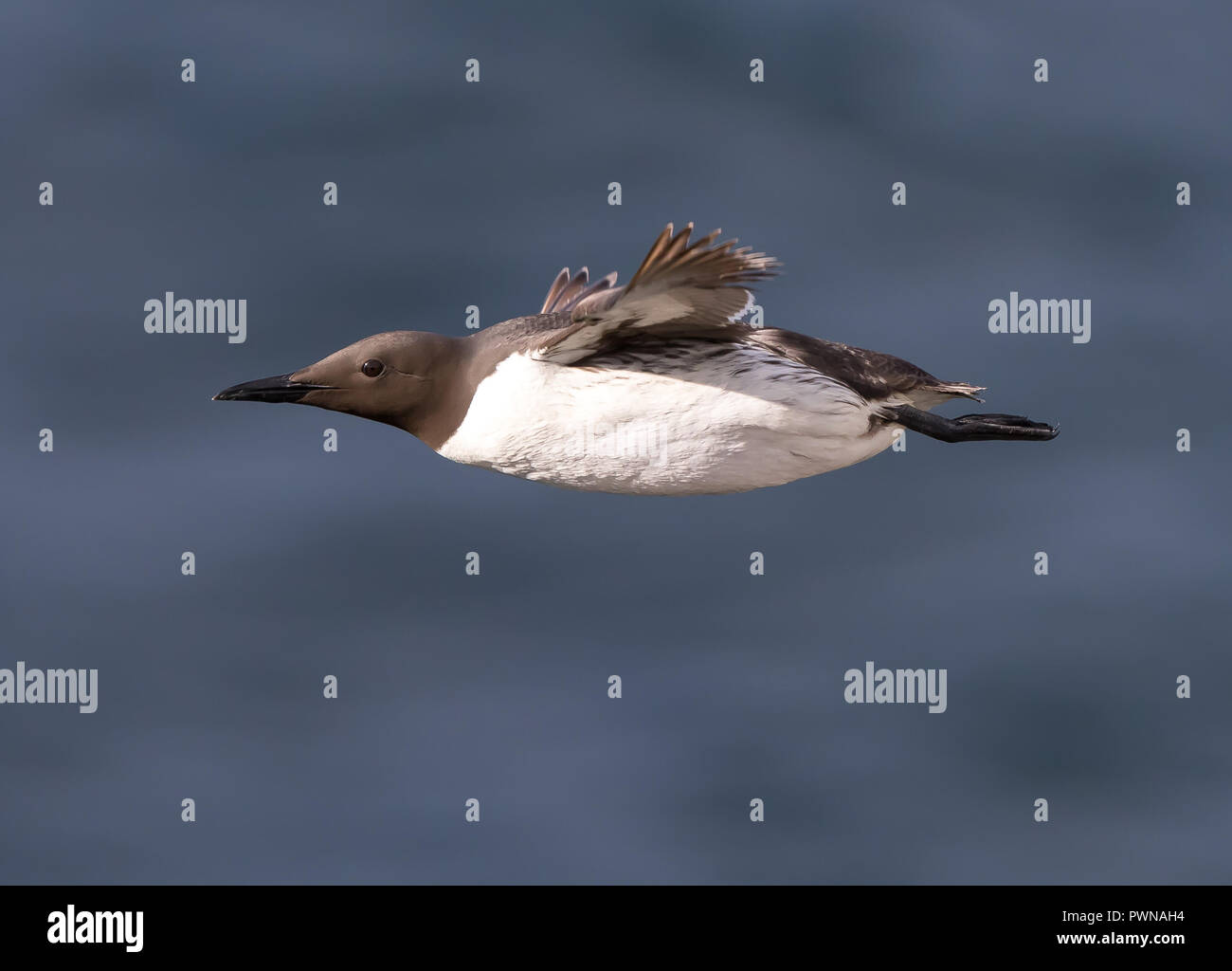 Seitenansicht Nahaufnahme der wilden UK guillemot seabird (Uria aalge) isoliert in der Luft Flug, frei über das Meer Wasser fliegen, Bempton Cliffs, Sommer. Stockfoto