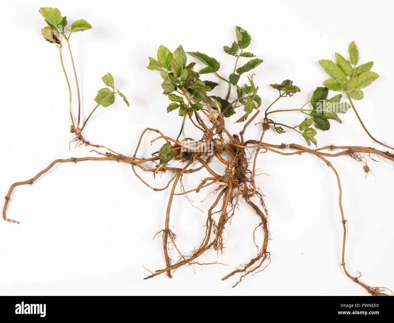 Erdälteste, Aegopodium podagraria, Pflanze aus einem Gemüsebeet, das beprobt wurde, um kriechende rhizomatöse Wurzeln zu zeigen Stockfoto