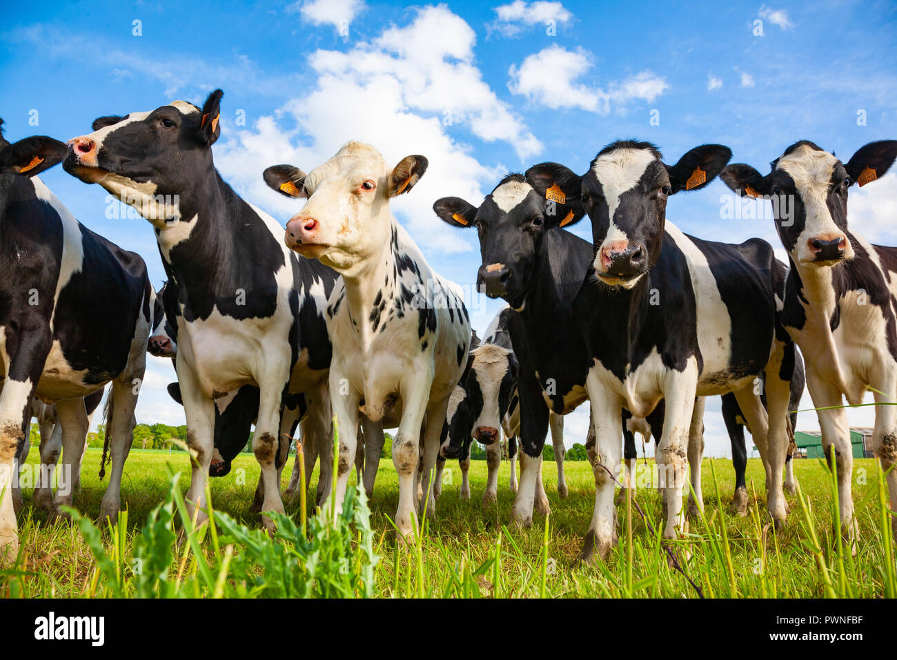 Holstein Kühe auf der Weide suchen Stockfoto