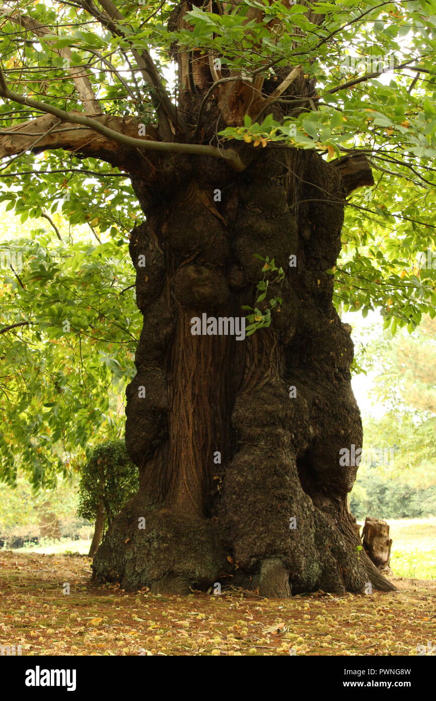 Herbstliche Szenen - Große Bäume von Großbritannien. Ein alter Baum steht unter Berostung und Ocker gefärbte Blätter im Herbst. Stockfoto