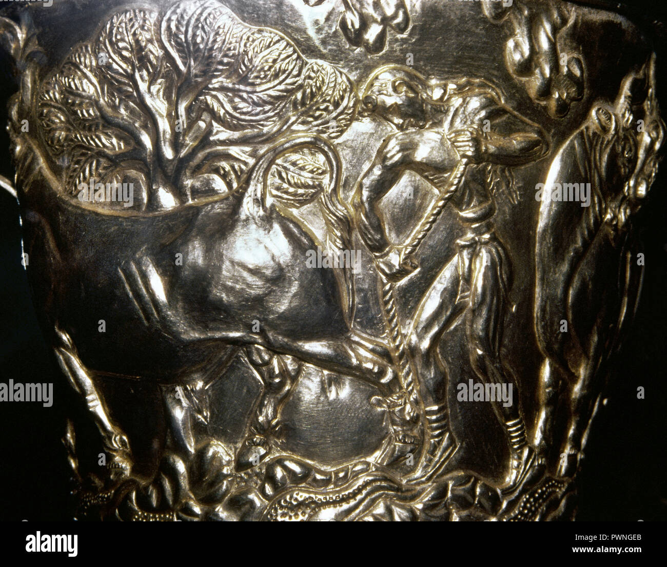 Vafio Glas. Minoische Stil, 1500-1450 v. Chr., zeigen einen Stier von einem Mann gebunden. Geprägtes Gold. Aus dem Grab des Vafio, in der Nähe von Sparta (Lakonien). Archäologisches Nationalmuseum Athen, Griechenland. Stockfoto