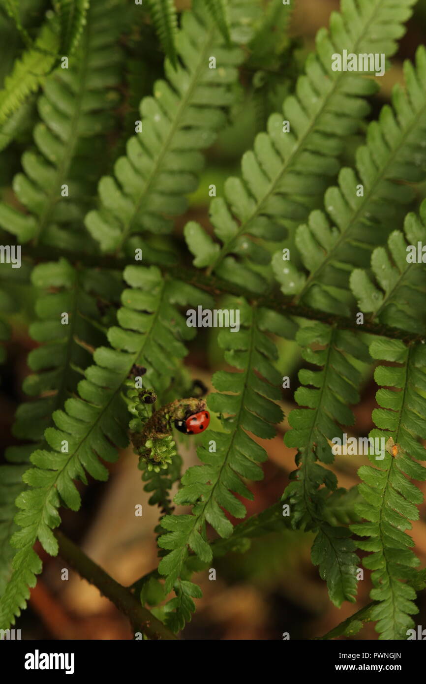 Die herbstlichen Szene - Mehrere Insekten von ladybird Arten, darunter eine invasive Harlequin ladybird Erkundung woodland Farne. Stockfoto