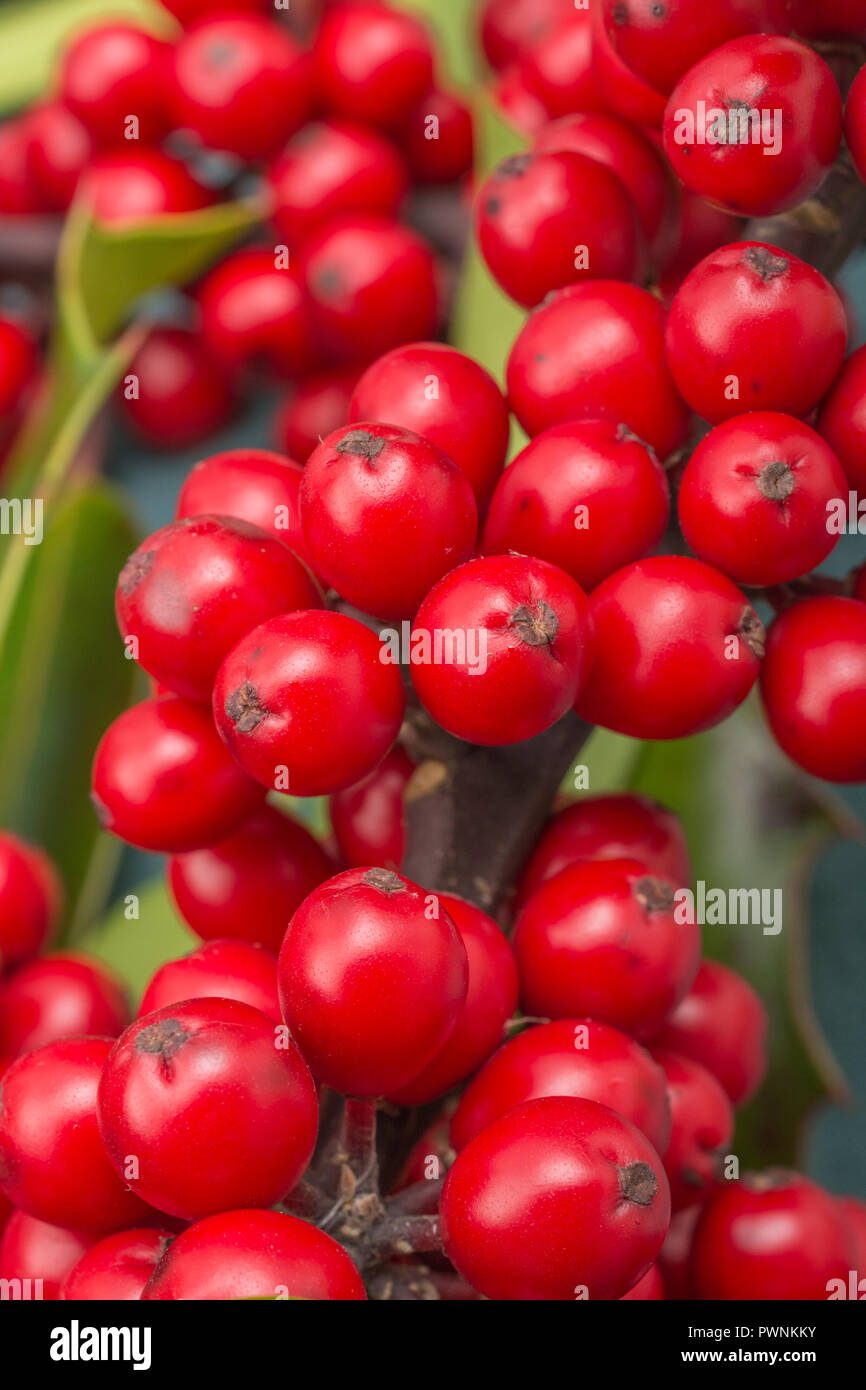 Giftige Beeren Rot