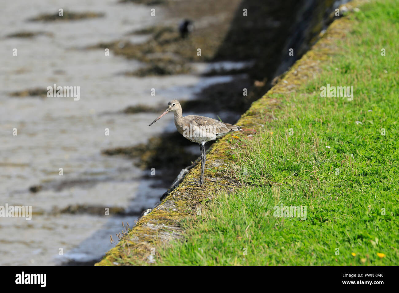 Single Curlew stehend auf Sea Wall. Stockfoto