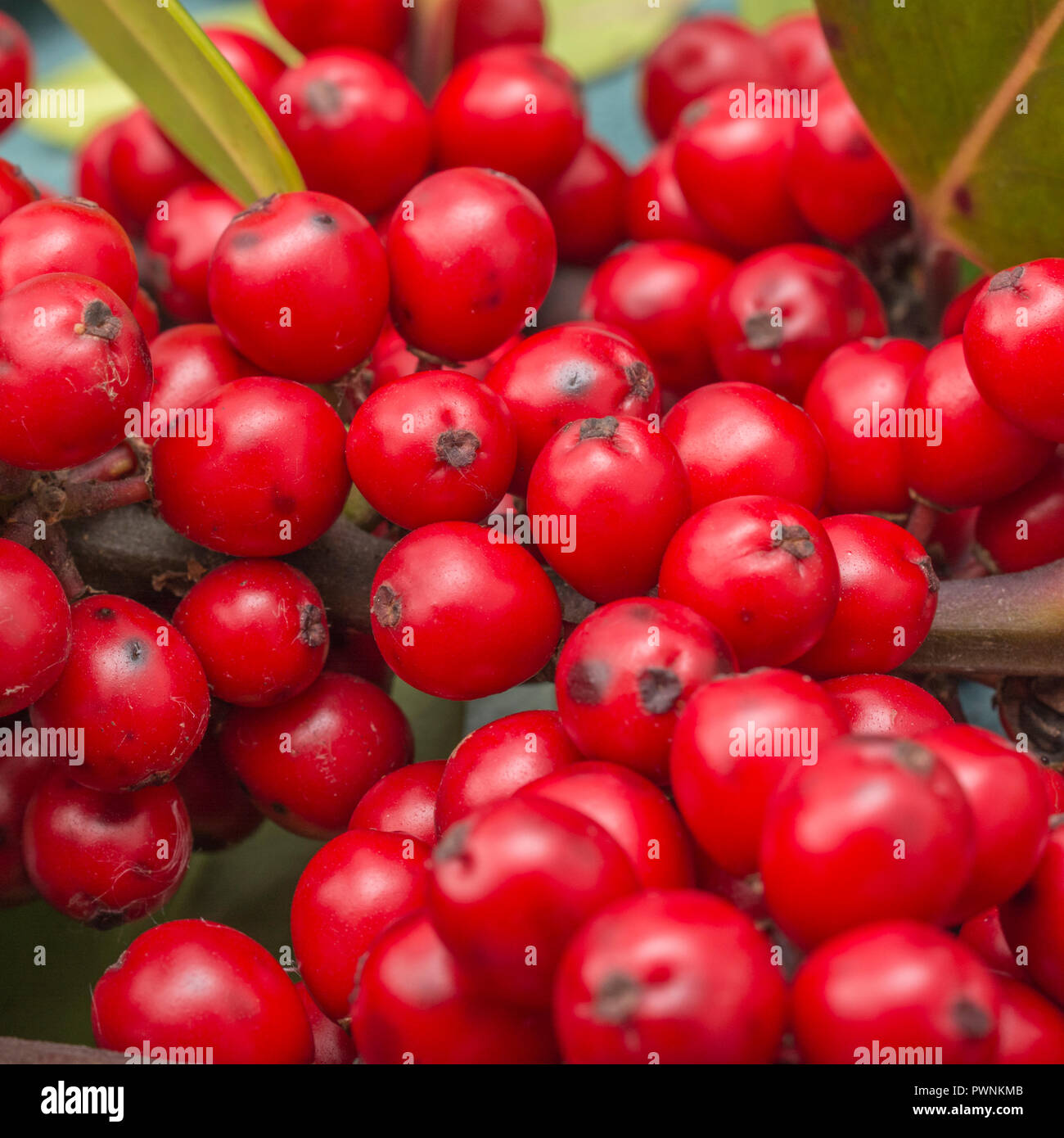 Holly / Ilex Aquifolium Baum in Hecken, bedeckt mit roten Holly Beeren in den ersten Strahlen der Morgensonne. Metapher giftige Beeren, rote Beeren Stockfoto