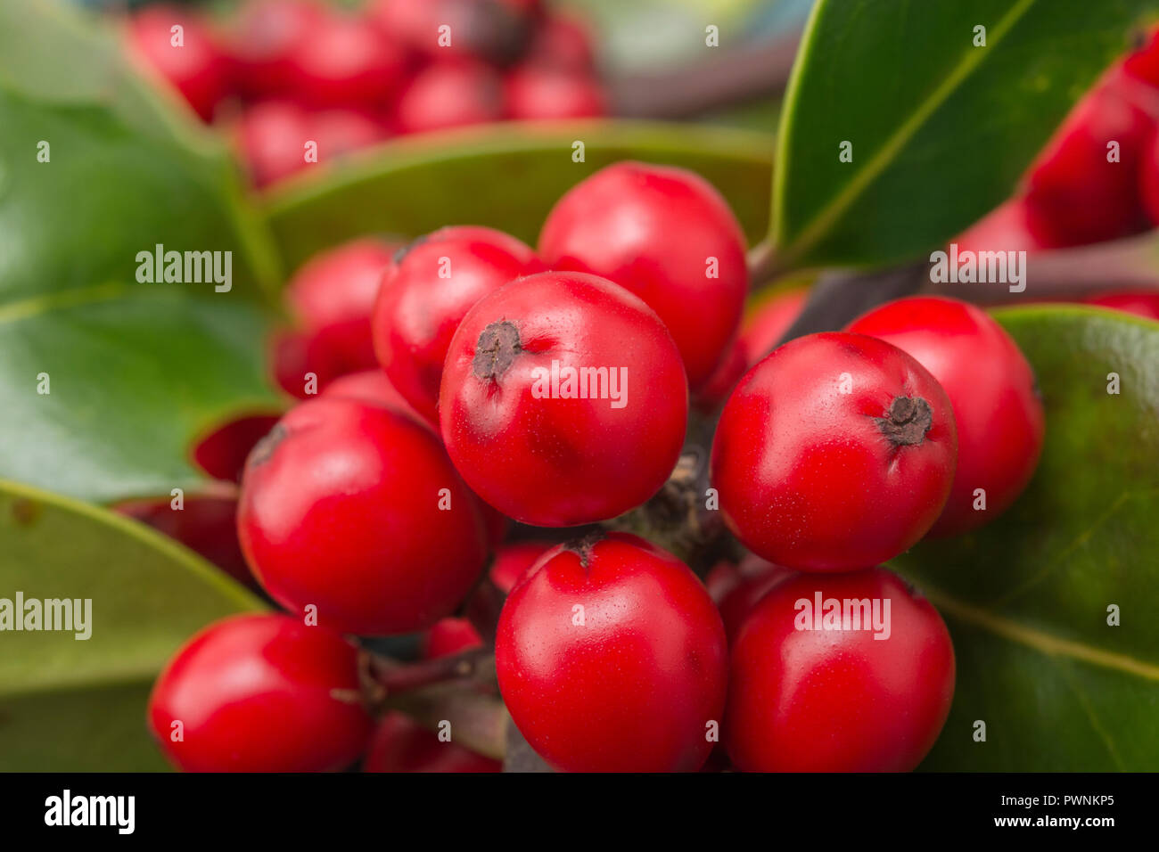 Holly Ilex Aquifolium Baum In Hecken Bedeckt Mit Roten Holly Beeren In Den Ersten Strahlen Der Morgensonne Metapher Giftige Beeren Rote Beeren Stockfotografie Alamy