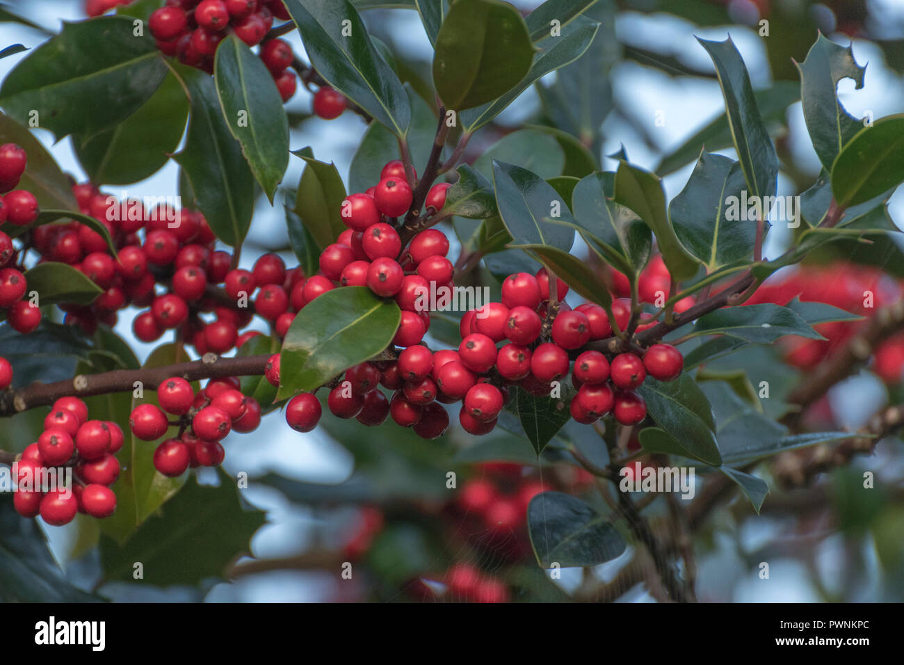 Holly Ilex Aquifolium Baum Mit Beeren In Den Ersten Strahlen Der Morgensonne Bedeckt Fur Giftige Beeren Weihnachtsstachelige Stechpalme Rote Stechpalme Stockfotografie Alamy