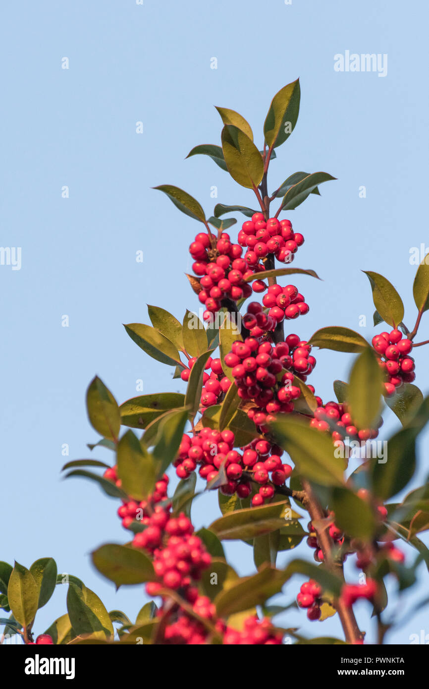 Holly / Ilex Aquifolium Baum mit Beeren in den ersten Strahlen der Morgensonne bedeckt. Für giftige Beeren, Weihnachtsstachelige, Stechpalme, rote Stechpalme. Stockfoto