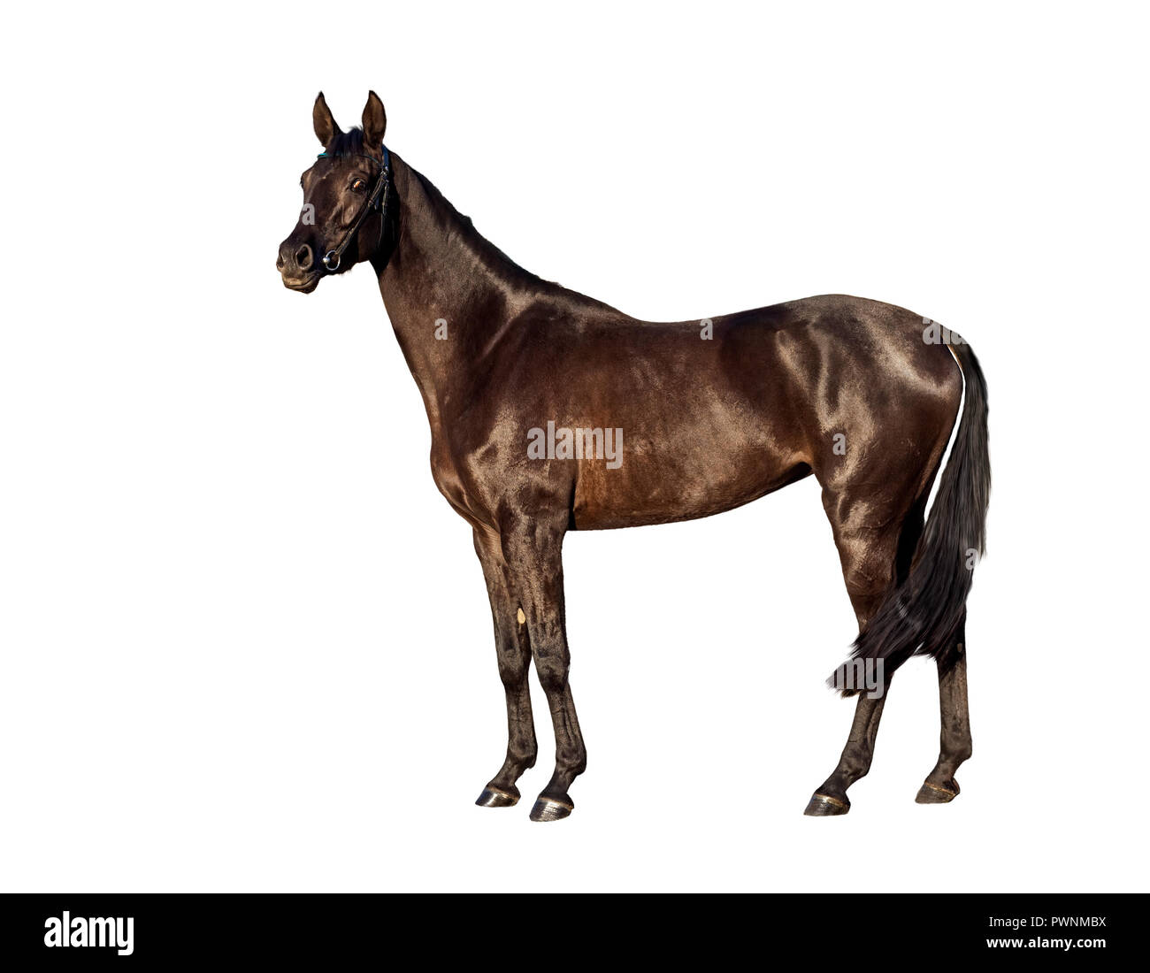 Portret junger Bay Horse auf weißem Hintergrund Stockfoto