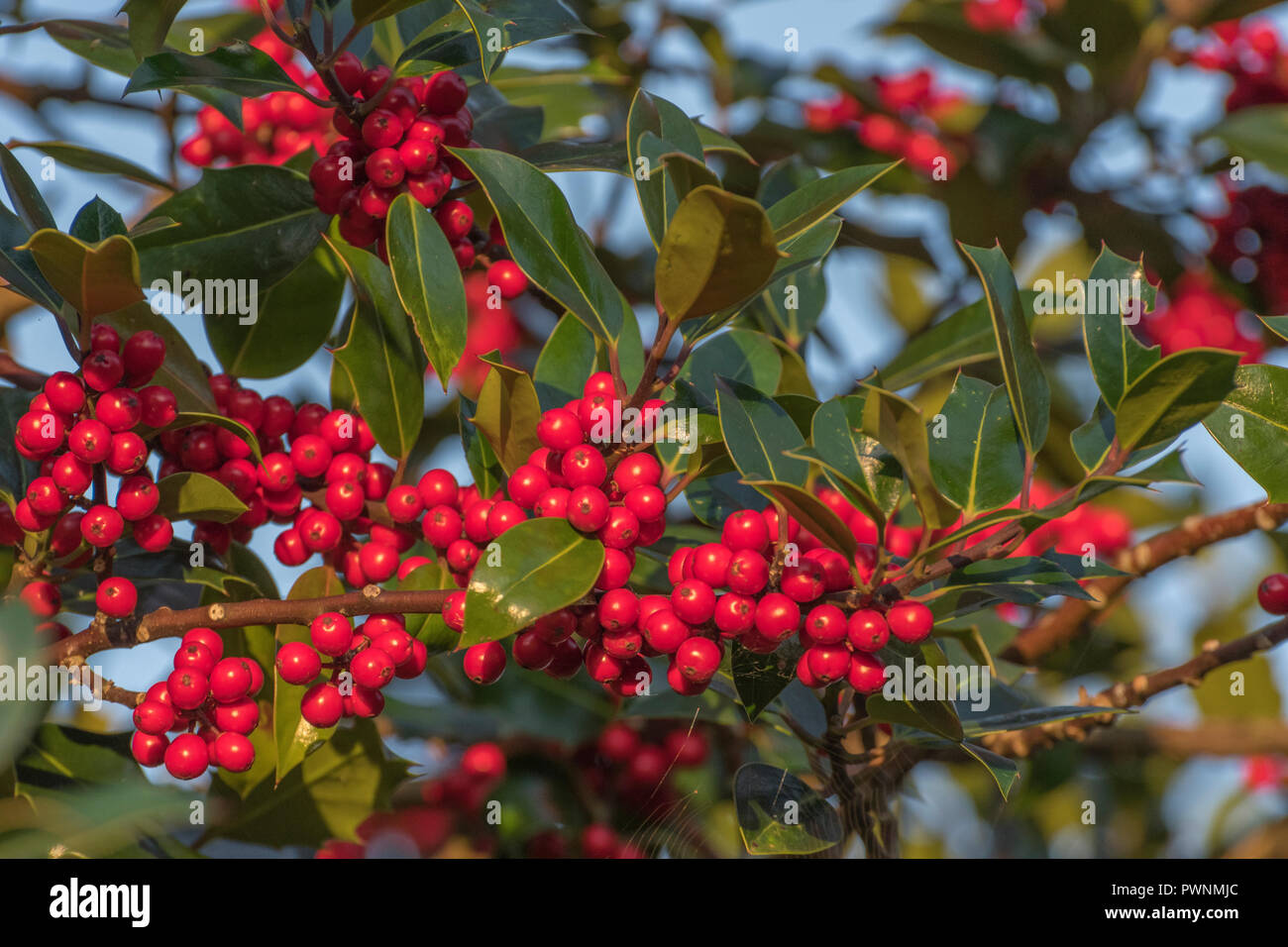 Holly / Ilex Aquifolium Baum mit Beeren in den ersten Strahlen der