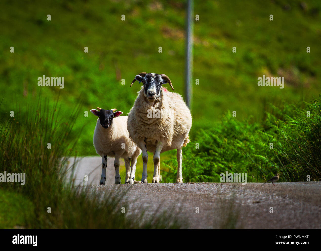 Schafe auf einer schottischen Highland Road Stockfoto Schafe auf einer schottischen Highland Road Stockfoto