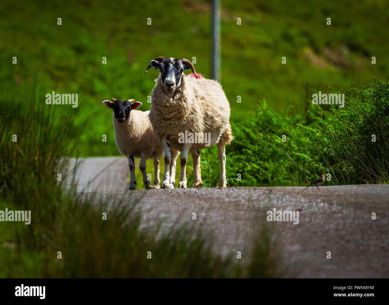 Schafe auf einer schottischen Highland Road Stockfoto Schafe auf einer schottischen Highland Road Stockfoto