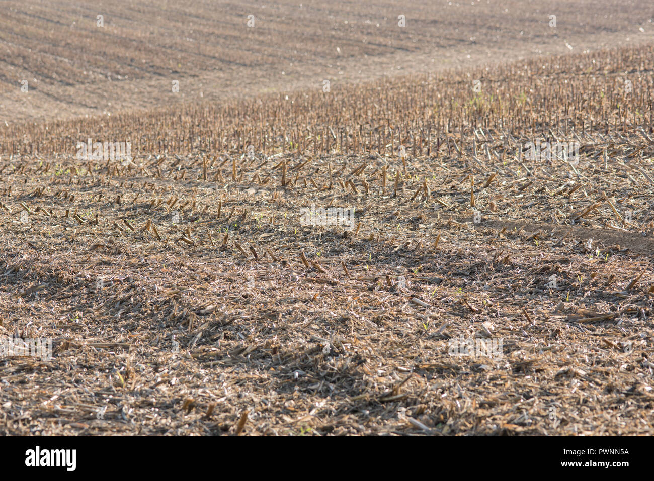 abgeernteten Maisfeld Stockfoto
