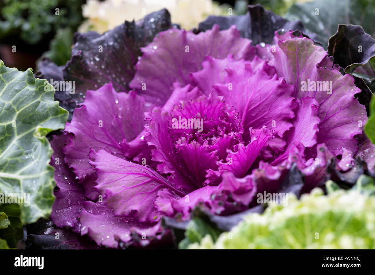 Nahaufnahme von lila Ornamental blühenden Kale - Brassica oleracea. Eine Winterpflanze, die dem Garten Farbe verleiht, England, Großbritannien Stockfoto