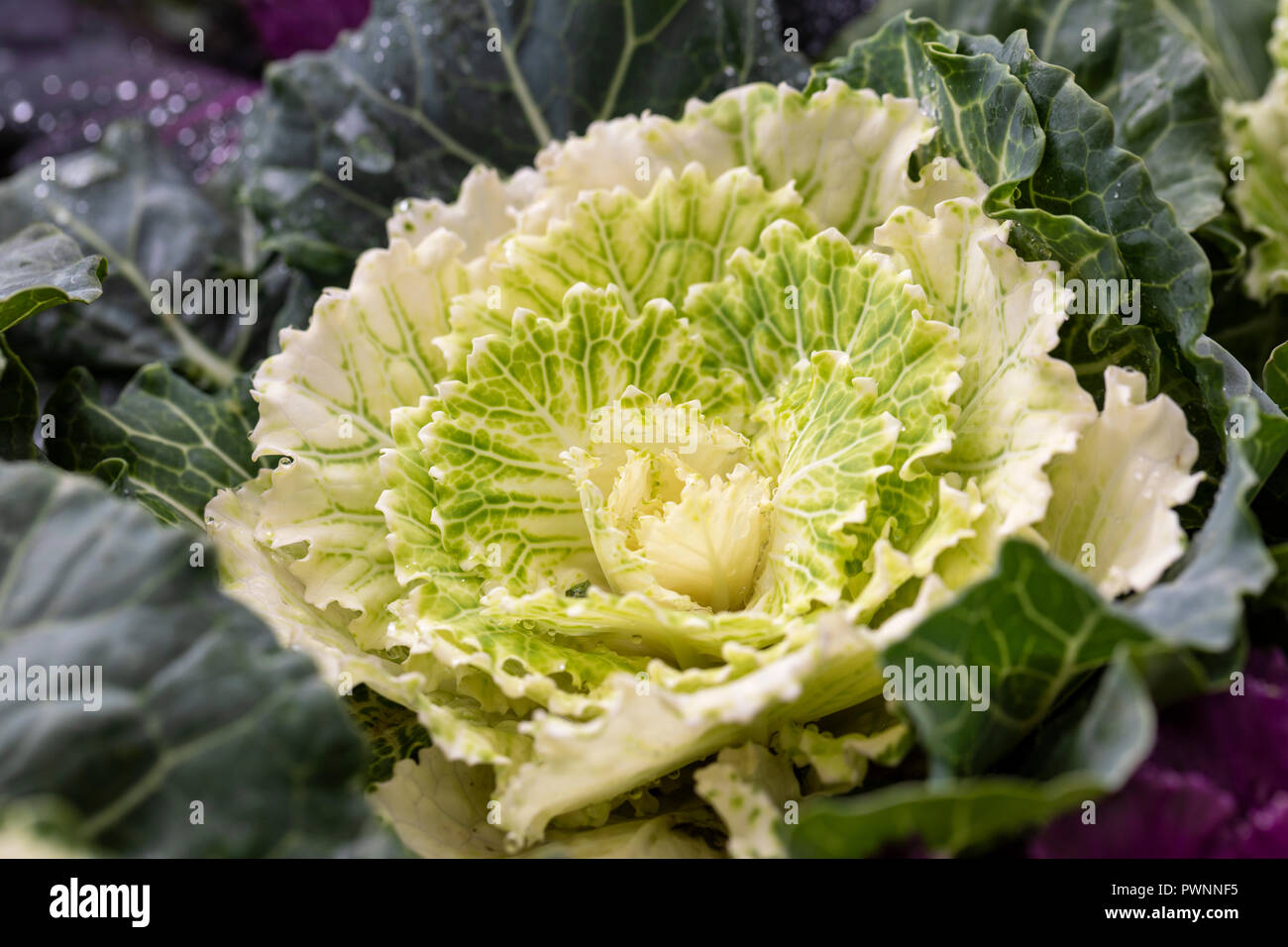 Nahaufnahme von weißem Zierkale/Kohl/Brassica Oleracea. Eine Gartenwinterpflanze. VEREINIGTES KÖNIGREICH Stockfoto