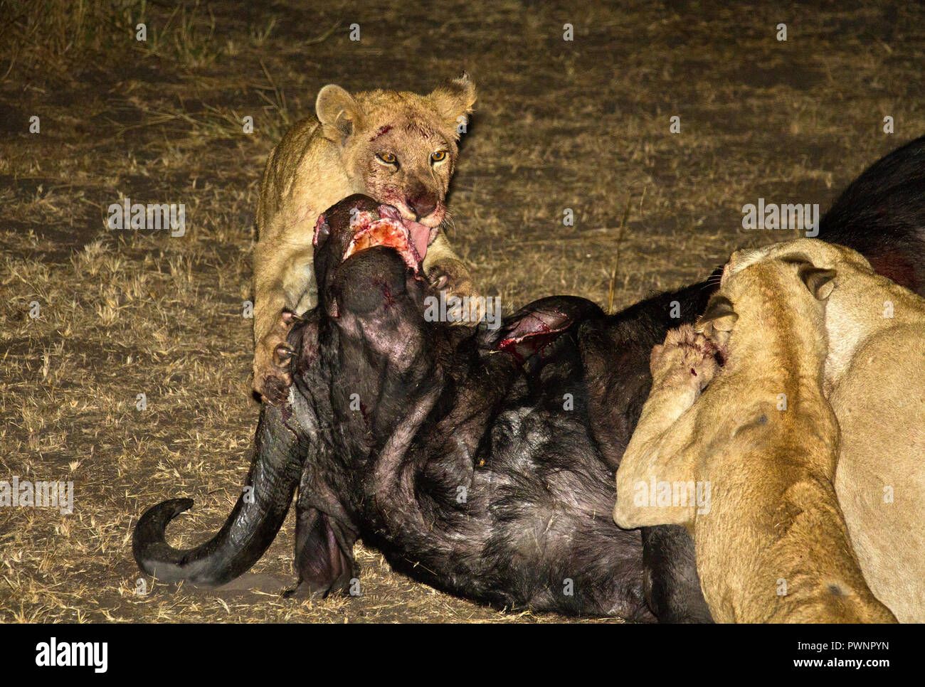 Die katuma Stolz trugen nach unten ziehen, eine ausgereifte Buffalo bull redisent der Katavi Wildlife Lodge Runde unter dem Deckmantel der Dunkelheit und jetzt alle einer in der Stockfoto