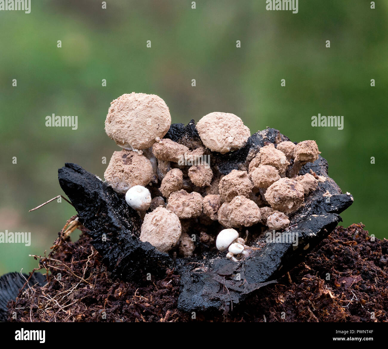 Lycoperdoides Fotos und Bildmaterial in hoher Auflösung Alamy