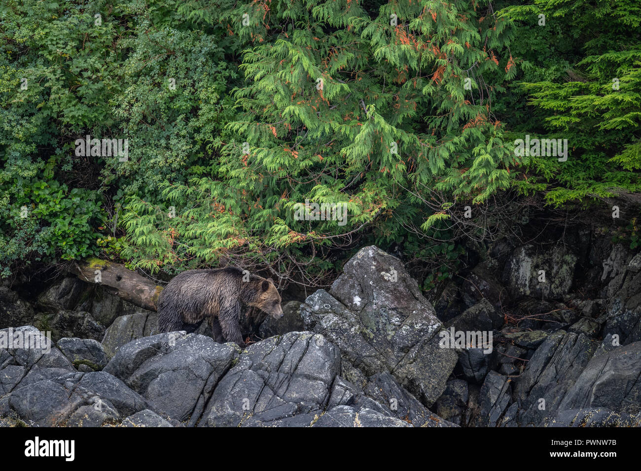 Grizzlybären entlang der Küste-line Stockfoto