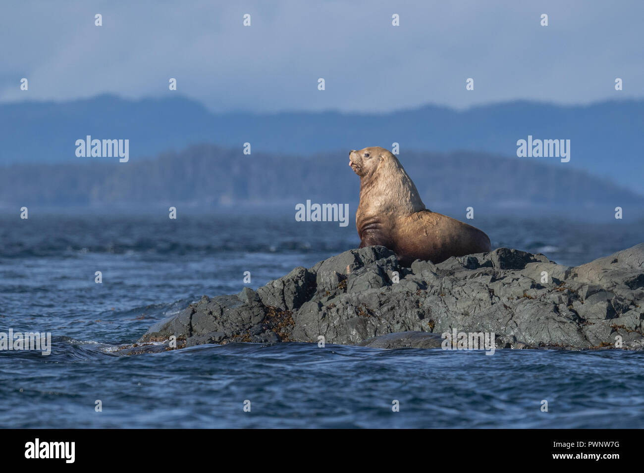 Steller Sea Lion Stockfoto