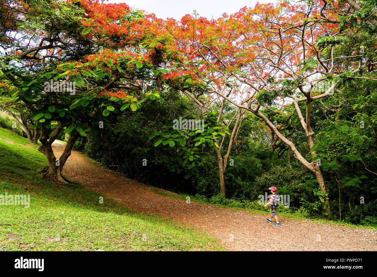 Ein Junge 8 Jahre alt zu Fuß auf der Pigeon Island National Park unter einem Flame Tree, Rodney Bay, Sainte-Lucia, West Indies Stockfoto