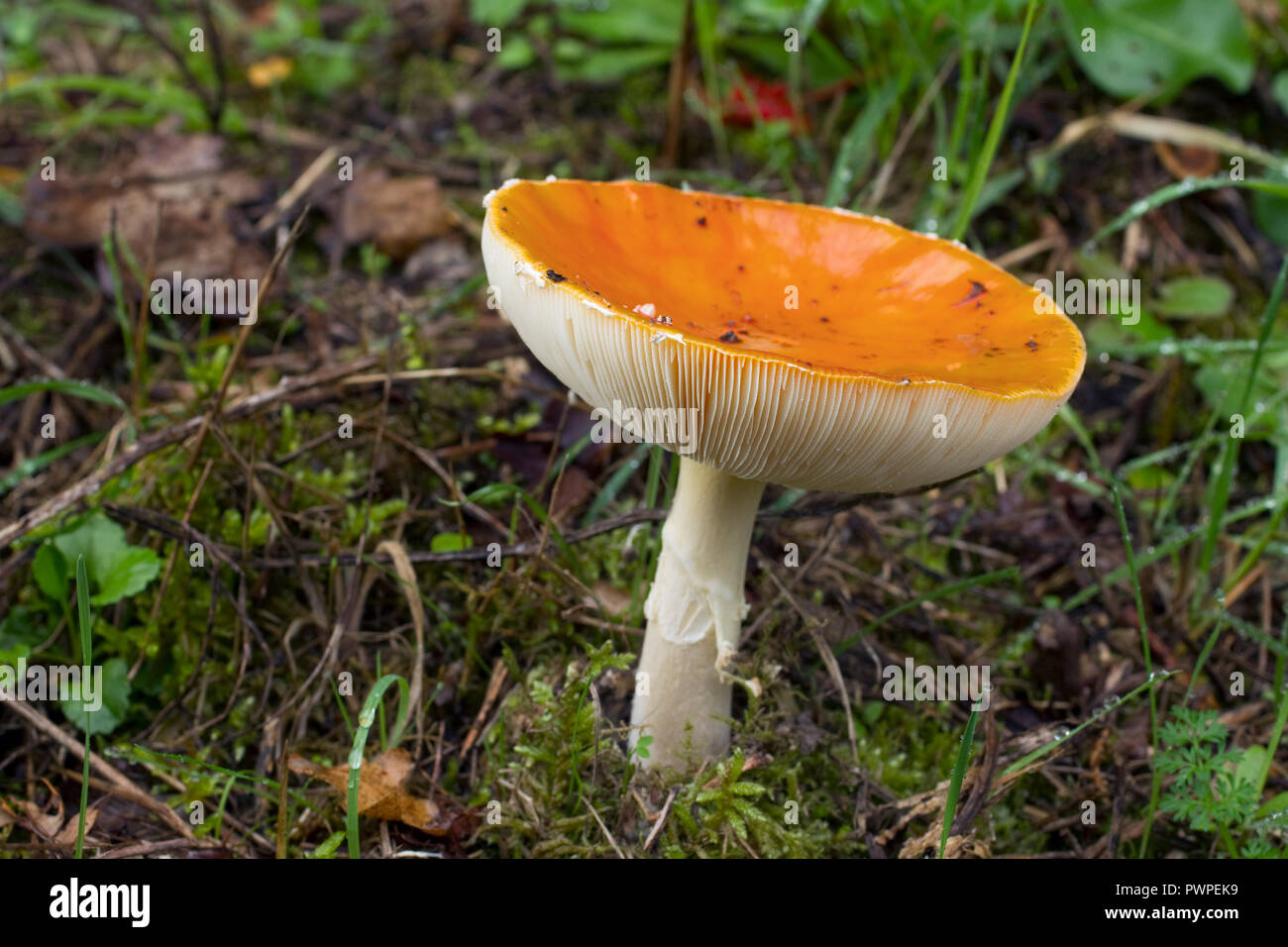 Close-up auf einem fly Agaric. Stockfoto