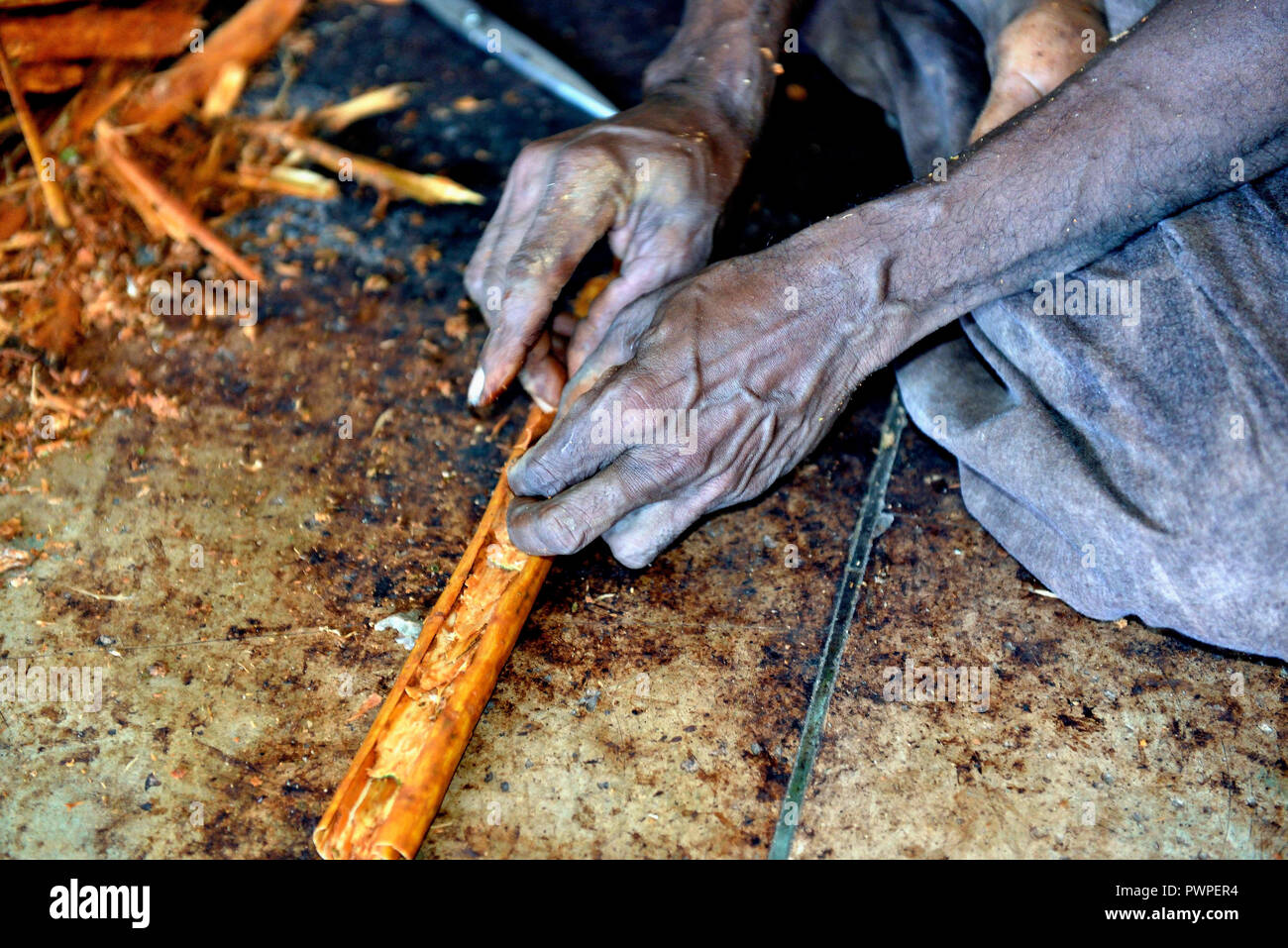 Sri Lanka. Mirissa, Zimt einpflanzen. Zimt ist die innere Rinde des Zimtbaumes. Handwerkliche Herstellung von Cinnamon Stick. Stockfoto