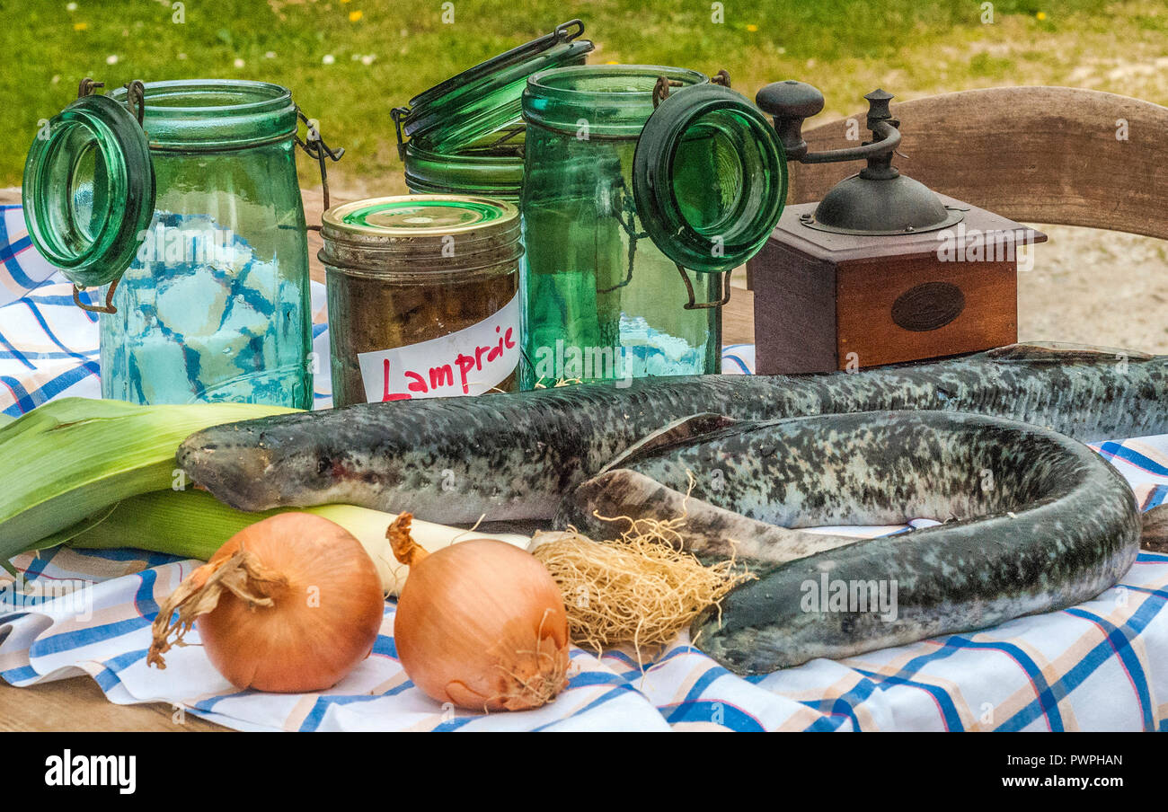 Frankreich, Gironde, Gräber region, Zutaten zu können lamperns (Fluss Neunaugen und Fische) Stockfoto