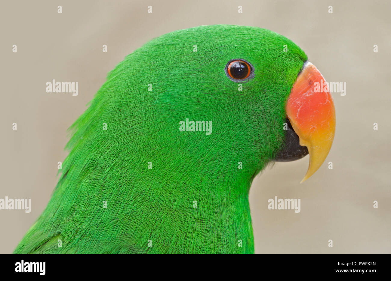 Eclectus Parrot männlich (eclectus roratus) Stockfoto