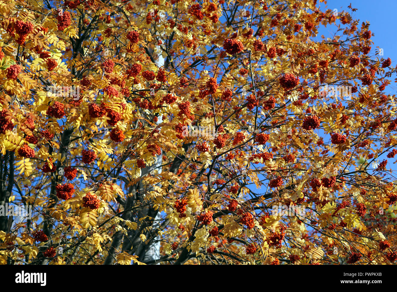 Bush von Reifen Rowan im späten Oktober Stockfoto