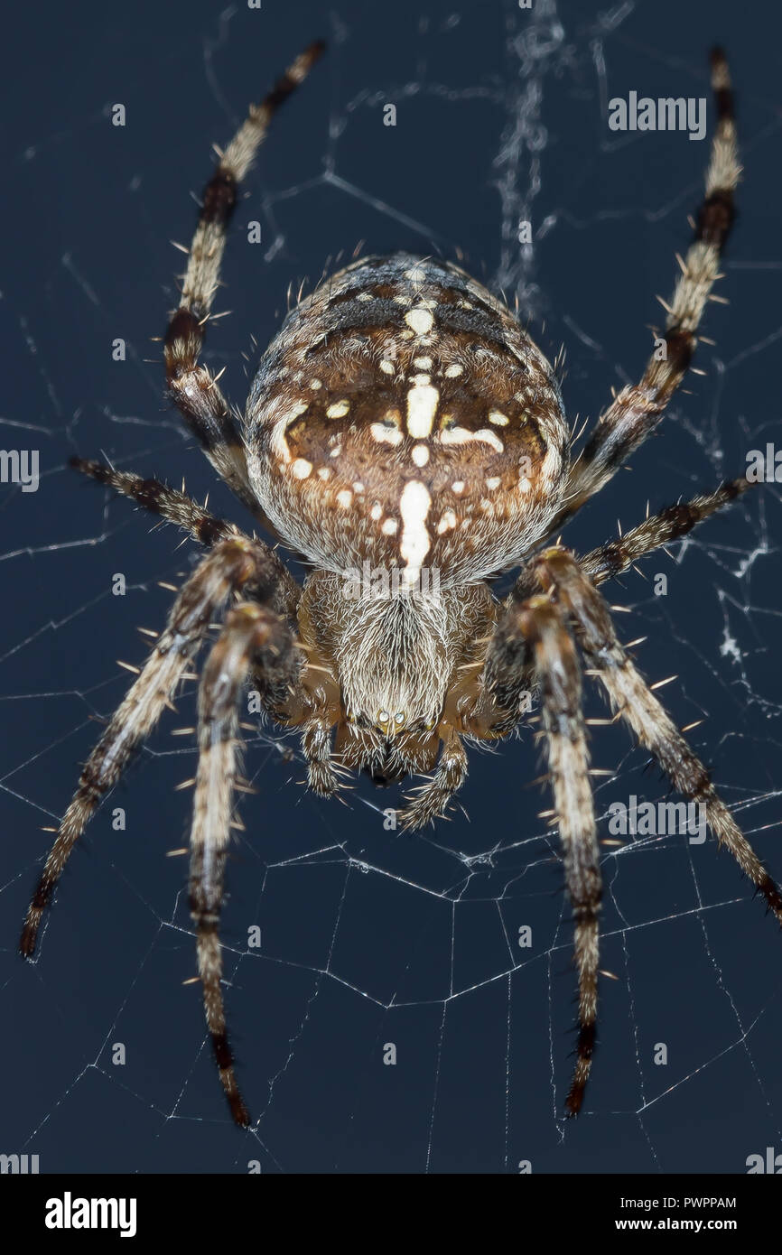 Detaillierte, Makro-Nahaufnahme der wilden britischen Gartenspinne (Araneus diadematus) isoliert im Freien im Netz. Insekten, Arachniden - britische Garten Tierwelt. Stockfoto