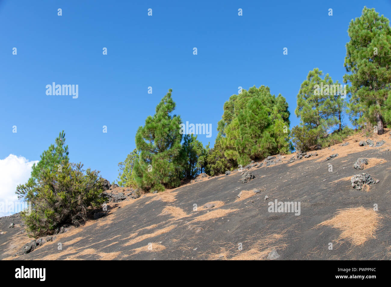 Pinien wachsen auch Llanos del Jable in der Nähe von El Pilar Viewpoint, Insel La Palma, Canarie Stockfoto