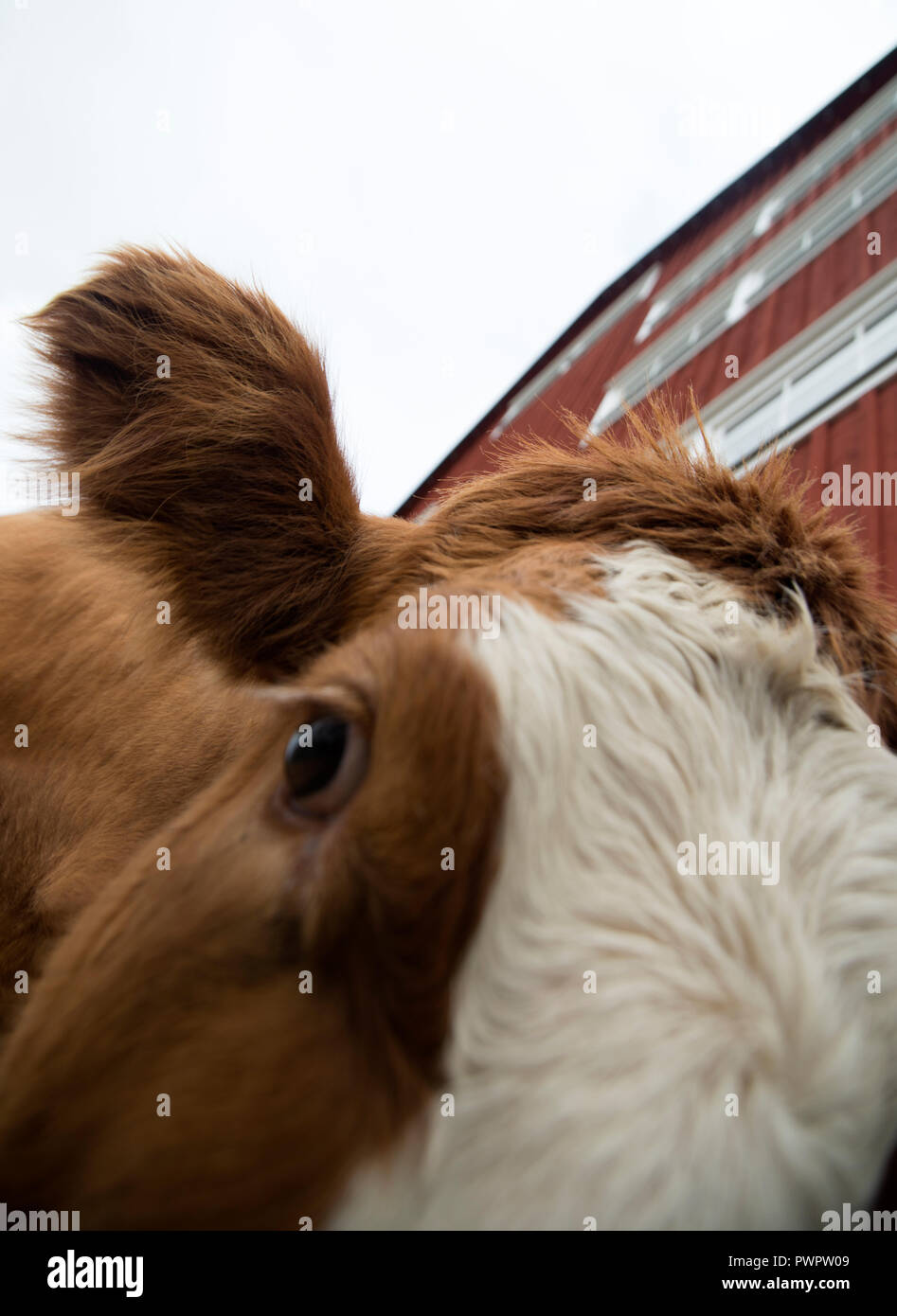 Tiere sind domestizierte Tiere in einer landwirtschaftlichen Umgebung erhöhten Arbeits- und Rohstoffe wie Fleisch, Eier, Milch, Pelz, Leder und Wolle Stockfoto