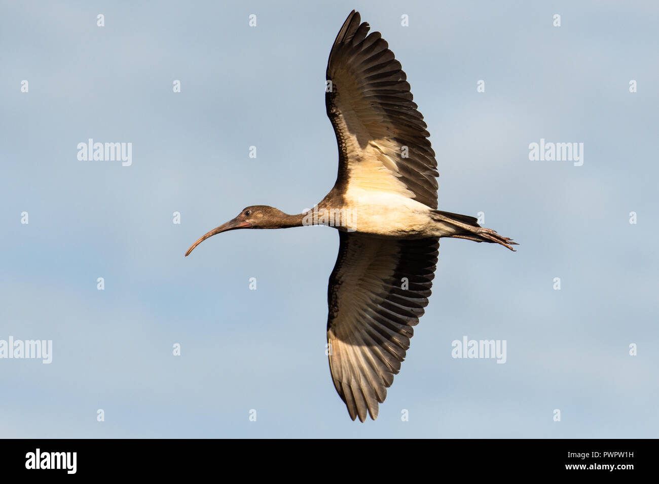 Eine sehr junge Scarlet Ibis steigt Overhead in den Morgen. Stockfoto