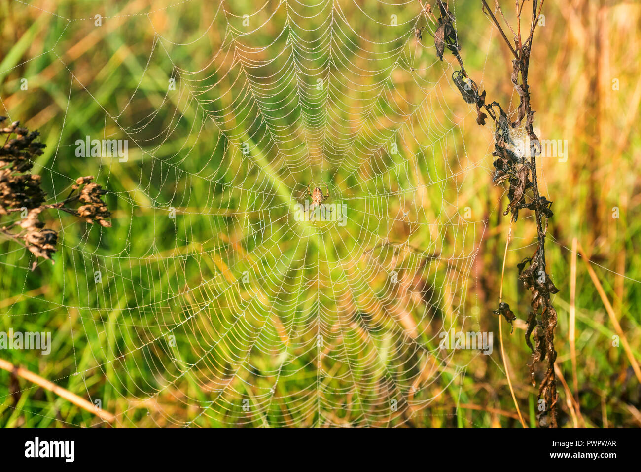 Garten oder spider Argiope aurantia in Ihrer Net Stockfoto