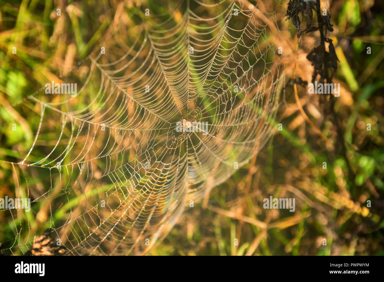 Garten oder spider Argiope aurantia in Ihrer Net Stockfoto