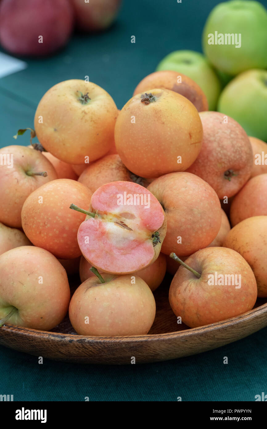 Pink Sunburst Apfel / Malling Sunburst. Neue, süß schmeckende Apfelsorte auf dem Display. VEREINIGTES KÖNIGREICH Stockfoto