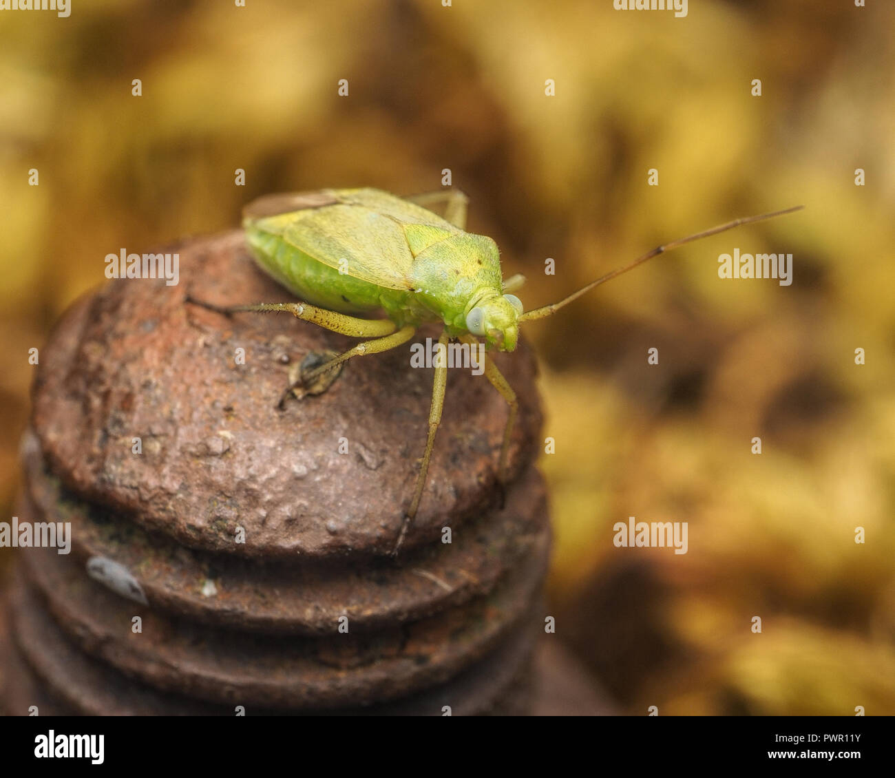 Closterotomus norwegicus fencepost mirid Bug auf Stahl. Tipperary, Irland Stockfoto