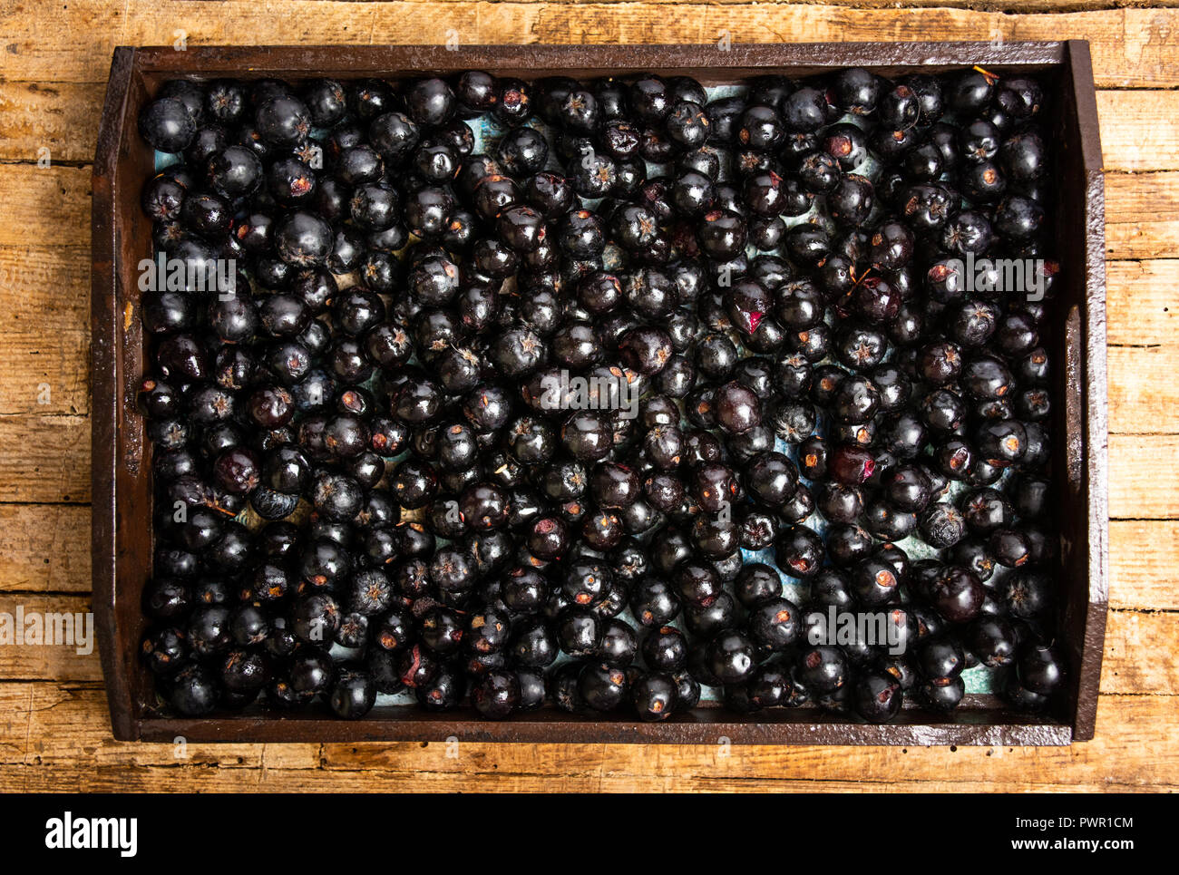 Aronia Beeren in eine Holzkiste, Ansicht von oben, gesundes Essen Stockfoto