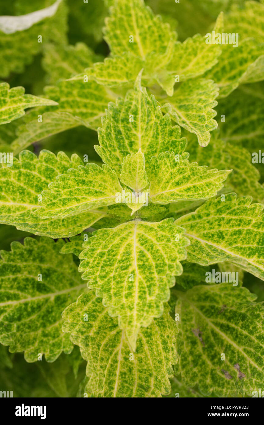 Solenostemon scutellarioides 'River Walk". Stockfoto